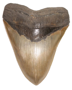 Megalodon Tooth