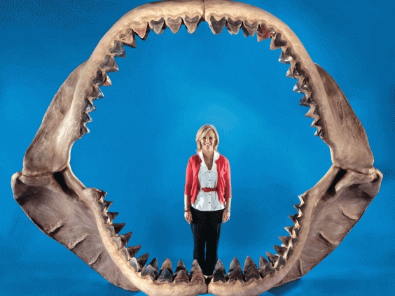 Megalodon Jaws And Teeth